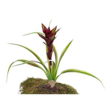 Artificial Guzmania ANELY, flowering, on spike, red, 16"/40cm