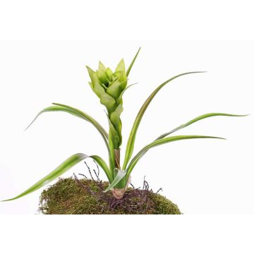 Artificial Guzmania ANELY, flowering, on spike, green, 16"/40cm Artificial Guzmania ANELY, flowering, on spike, green, 16"/40cm