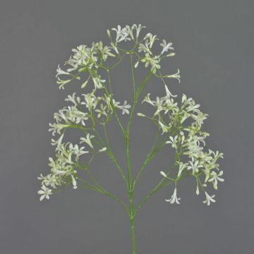 Decorative saxifrage BOUZA, flowering, cream, 26"/65cm Decorative saxifrage BOUZA, flowering, cream, 26"/65cm