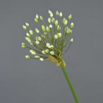 Artificial ornamental allium KATYNA, cream, 28"/70cm