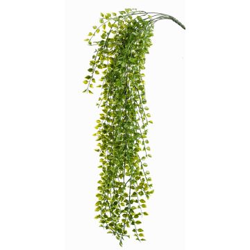 Decorative climbing fig CABOT on spike, crossdoor, 31"/80cm