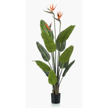 Decorative strelitzia TAPIES, orange-purple, 4ft/120cm