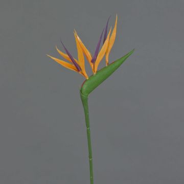 Plastic Strelitzia ZETKIN, orange-purple, 26"/65cm
