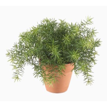Artificial Asparagus sprengeri ‘MONET’ in a terracotta pot, 20 cm Artificial Asparagus sprengeri ‘MONET’ in a terracotta pot, 20 cm
