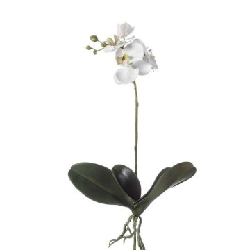 Artificial moth orchid FAO, spike, white, 18"/45cm