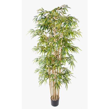 Artificial bamboo plant HIKITO, real stems, 205cm Artificial bamboo plant HIKITO, real stems, 205cm