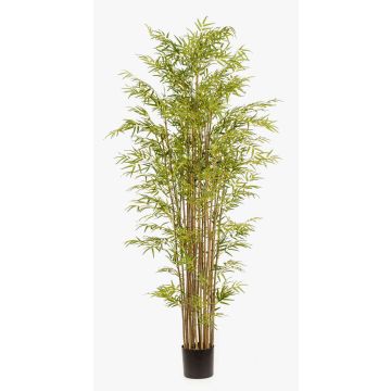 Artificial bamboo SATOKO, real stems, 210 cm Artificial bamboo SATOKO, real stems, 210 cm