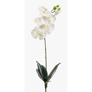 Decorative Phalaenopsis orchid ISIS, spike, white, 24"/60cm Decorative Phalaenopsis orchid ISIS, spike, white, 24"/60cm