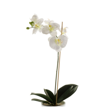 Decorative Phalaenopsis orchid ISIS, spike, white, 24"/60cm Decorative Phalaenopsis orchid ISIS, spike, white, 24"/60cm