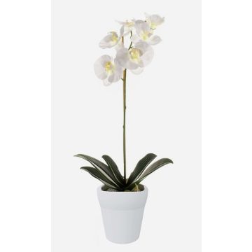 Plastic Phalaenopsis orchid ISIS, ceramic pot, white, 55cm Plastic Phalaenopsis orchid ISIS, ceramic pot, white, 55cm