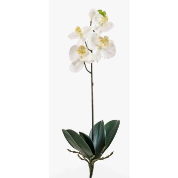 Decorative Phalaenopsis orchid ISIS, spike, white, 16"/40cm