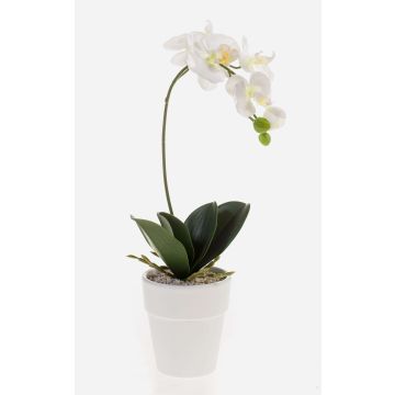 Plastic Phalaenopsis orchid ISIS, ceramic pot, white, 40 cm