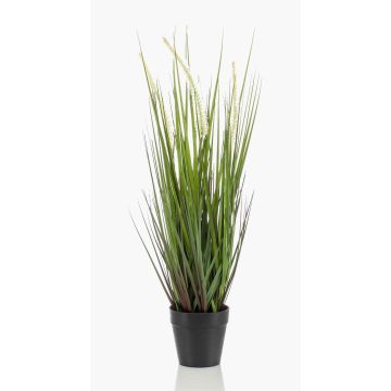 Decorative Foxtail grass OTIS with panicles, green, 22"/55cm