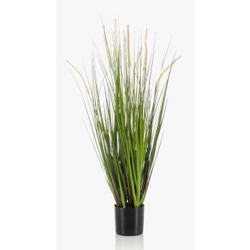 Decorative Foxtail grass OTIS with panicles, green, 3ft/90cm