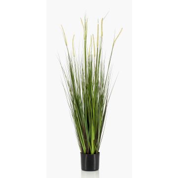 Decorative Foxtail grass OTIS with panicles, green, 4ft/120cm