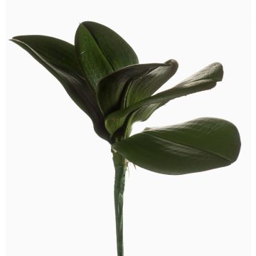 Decorative leaves Phalaenopsis orchid NIUT, spike, green, 10"/25cm