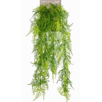 Decorative Asparagus plumosus COLE, spike, 31"/80cm