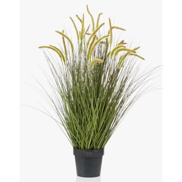 Decorative foxtail grass CAREL with panicles, green, 3ft/100cm Decorative foxtail grass CAREL with panicles, green, 3ft/100cm