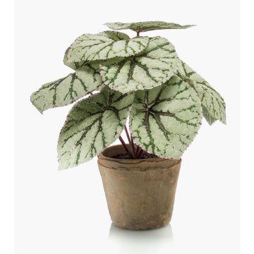 Artificial plant: MEIRA leaf begonia in a terracotta pot, green-grey, 10"/25cm