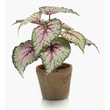 Artificial plant: MEIRA leaf begonia in a terracotta pot, green-pink, 10"/25cm Artificial plant: MEIRA leaf begonia in a terracotta pot, green-pink, 10"/25cm