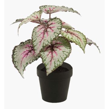 Decorative begonia rex MEIRA, green-pink, 10"/25cm Decorative begonia rex MEIRA, green-pink, 10"/25cm