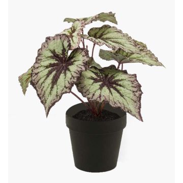 Decorative begonia rex MEIRA, green-violet, 10"/25cm Decorative begonia rex MEIRA, green-violet, 10"/25cm