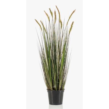Decorative foxtail grass ANAELLA with panicles, green, 3ft/90cm
