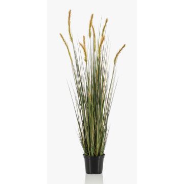 Decorative foxtail grass ANAELLA with panicles, green, 4ft/120cm