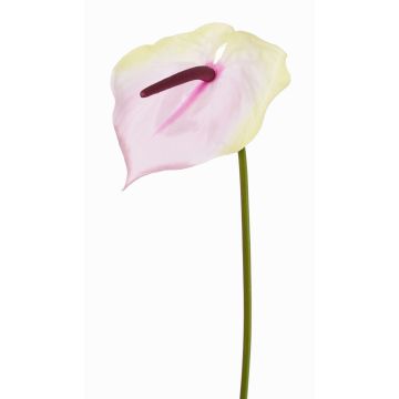 Artificial flamingo flower MOIRA, cream-pink, 75cm, 13x18cm
