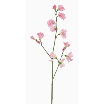 Decorative flower Lathyrus ASFALOTH, pink, 65 cm, Ø 3–5 cm