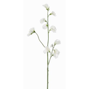 Decorative flower Lathyrus ASFALOTH, white, 65 cm, Ø 3–5 cm Decorative flower Lathyrus ASFALOTH, white, 65 cm, Ø 3–5 cm
