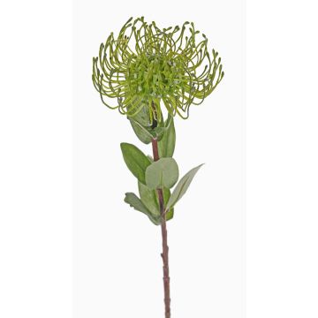 Artificial protea pin cushion BAILY, green, 55cm, Ø10cm Artificial protea pin cushion BAILY, green, 55cm, Ø10cm