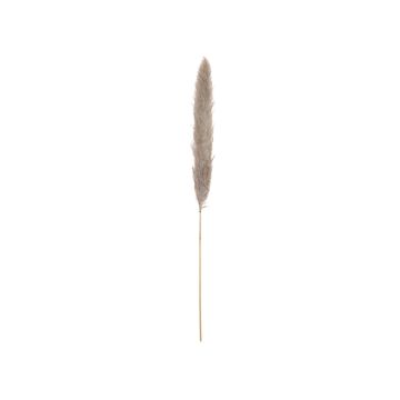 Dried silver pampas grass panicle ALBERICO, natural colour, 135cm Dried silver pampas grass panicle ALBERICO, natural colour, 135cm