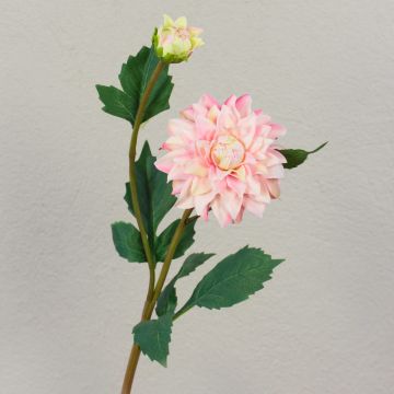 Velvet Dahlia PATRITZIA, pink-pink, 55 cm, Ø 4–9 cm Velvet Dahlia PATRITZIA, pink-pink, 55 cm, Ø 4–9 cm