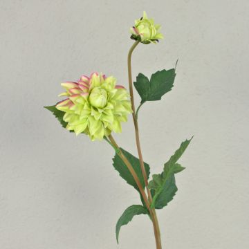 Velvet dahlia PATRITZIA, green-pink, 55cm, Ø4–9cm Velvet dahlia PATRITZIA, green-pink, 55cm, Ø4–9cm