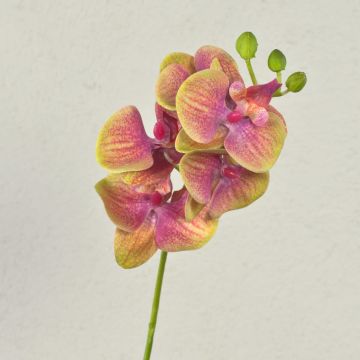 Decorative Phalaenopsis orchid branch OPHELIA, pink and green, 40cm, Ø7–8cm