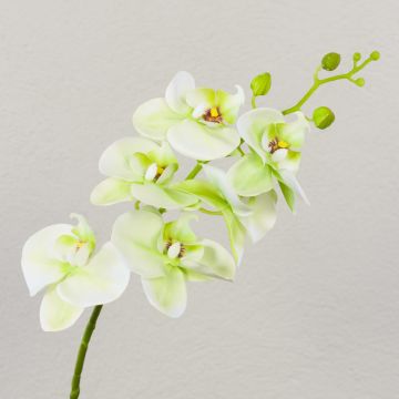 Decorative Phalaenopsis orchid branch OPHELIA, cream-green, 80cm, Ø8–9cm