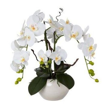 Artificial orchid and corkscrew willow arrangement LULUDI, white ceramic pot, roots, white, 22"/55cm Artificial orchid and corkscrew willow arrangement LULUDI, white ceramic pot, roots, white, 22"/55cm