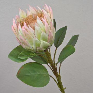 Artificial flowering branch King protea TANIEKA, green-pink, 26"/65cm