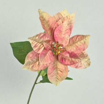False poinsettia LIBASSE, cream-pink, 26"/65cm False poinsettia LIBASSE, cream-pink, 26"/65cm