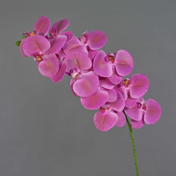 False branch Phalaenopsis orchid XURI, fuchsia, 3ft/100cm