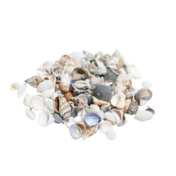 Shells NERINO, natural, 500g Shells NERINO, natural, 500g