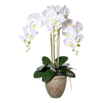 False Phalaenopsis orchid FRIMTOR in terracotta pot, roots, white, 30"/75cm