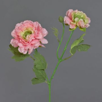 Artificial ranunculus SAGARA, pink-green, 45cm, Ø5–9cm Artificial ranunculus SAGARA, pink-green, 45cm, Ø5–9cm