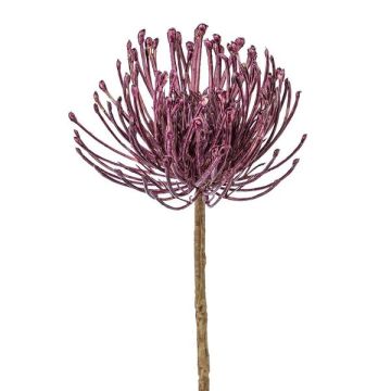 Decorative flower pincushion protea ZIRMO, purple, 20"/50cm Decorative flower pincushion protea ZIRMO, purple, 20"/50cm