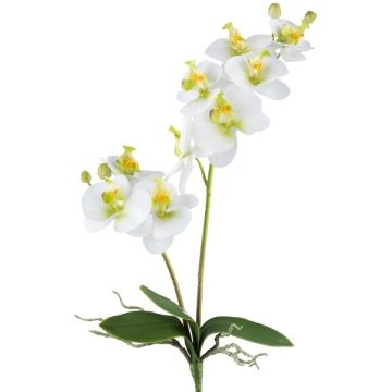Artificial Phalaenopsis orchid KRUZBER, spike, roots, white-green, 22"/55cm