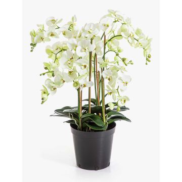 Artificial Phalaenopsis orchid ‘FINEA’ in decorative pot, cream, 85cm Artificial Phalaenopsis orchid ‘FINEA’ in decorative pot, cream, 85cm