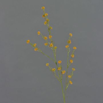 Decorative Stirlingia latifolia COLLAN branch, orange-green, 75cm, Ø1cm