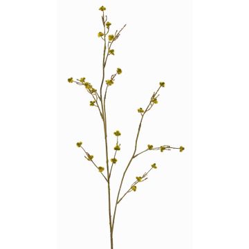 Decorative Stirlingia latifolia branch COLLAN, yellow-green, 75cm, Ø1cm