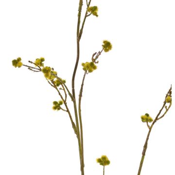 Decorative Stirlingia latifolia branch COLLAN, yellow-green, 75cm, Ø1cm
